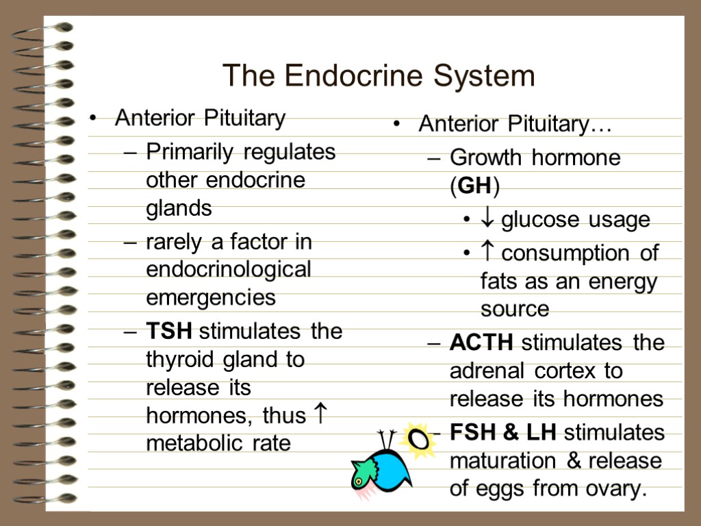 The Endocrine System Anterior Pituitary Primarily regulates other endocrine glands rarely a factor in